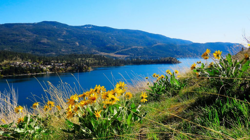 yellow arnica flowers on a hill by a lake and mountains