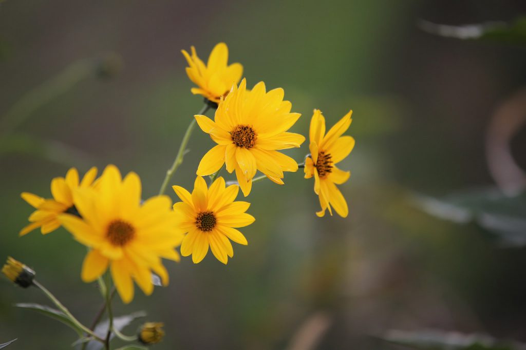 yellow arnica montana flowers