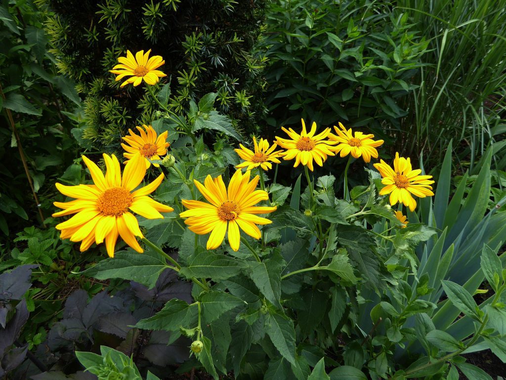 yellow arnica montana flowers